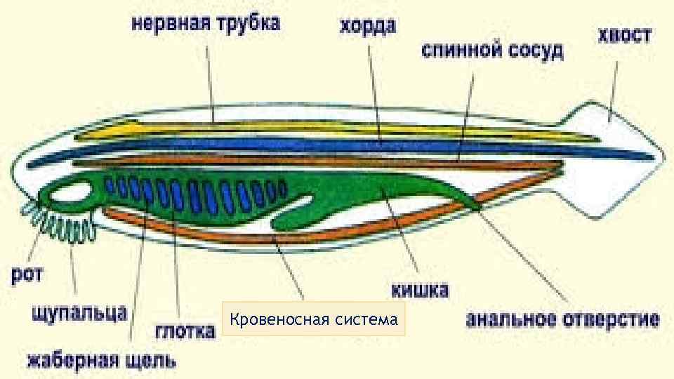 кровен Кровеносная система Брюшная аорта 