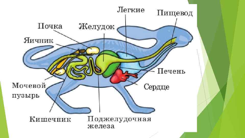 Строение млекопитающих схема