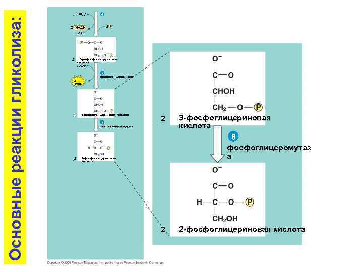 Основные реакции гликолиза: 2 НАД+ 2 НАД 6 2 Pi 2 НАДH + 2