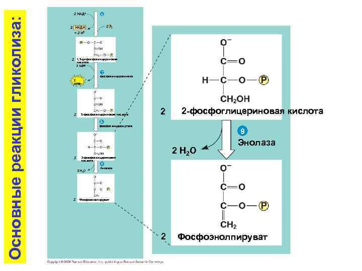 Основные реакции гликолиза: 2 НАД+ 2 НАД 6 2 Pi 2 НАДH + 2