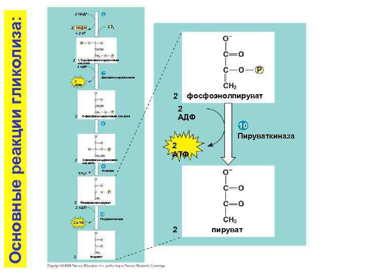 Основные реакции гликолиза: 2 НАД+ 2 НАД 6 2 Pi 2 НАДH + 2