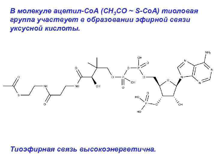 В молекуле ацетил-Со. А (СН 3 СО ~ S-Со. А) тиоловая группа участвует в