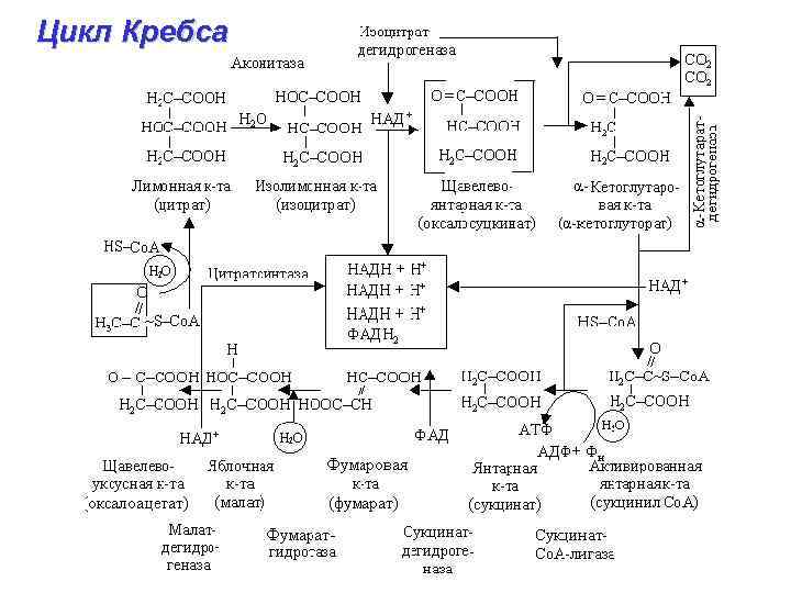 Цикл Кребса 