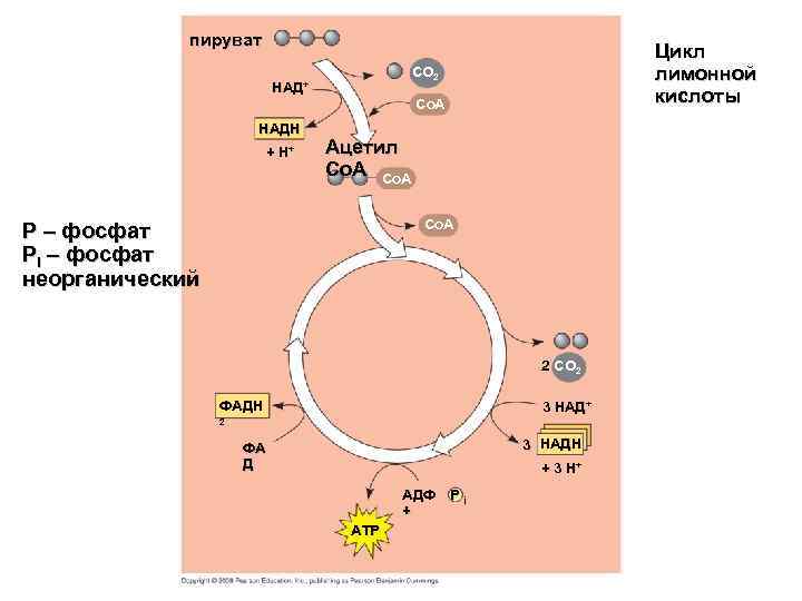 пируват CO 2 НАД+ НАДH + H+ Цикл лимонной кислоты Co. A Ацетил Co.