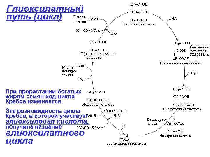 Цикл путь. Дыхание растений цикл Кребса. Цикл Кребса фотосинтез. Физиология растений дыхание. Этапы дыхания физиология растений.