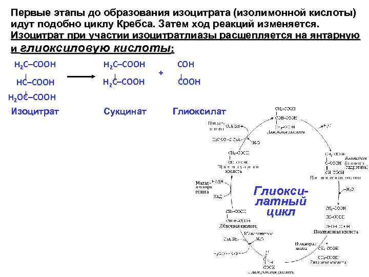 Первые этапы до образования изоцитрата (изолимонной кислоты) идут подобно циклу Кребса. Затем ход реакций
