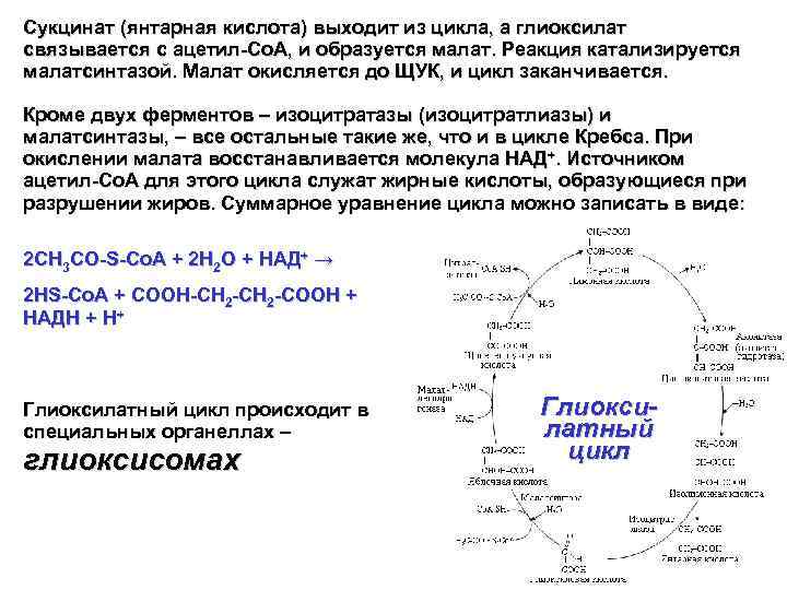 Сукцинат (янтарная кислота) выходит из цикла, а глиоксилат связывается с ацетил-Со. А, и образуется