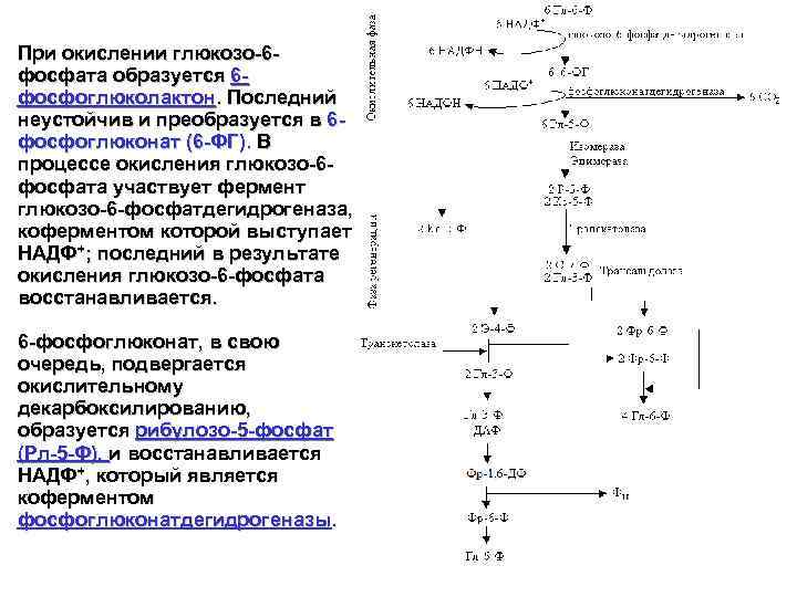 При окислении глюкозо-6 фосфата образуется 6 фосфоглюколактон. Последний неустойчив и преобразуется в 6 фосфоглюконат