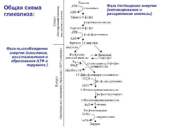 Общая схема гликолиза: ГЛЮКО ЗА Фаза поглощения энергии (активирование и расщепление глюкозы) 2 AДФ