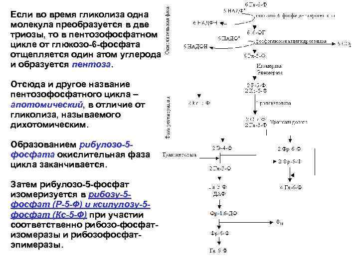 Протекание гликолиза кольцевые. Схема гликолиза биохимия. Транскетолазы пентозофосфатного цикла. Простая схема гликолиза. Триозы биохимия это.