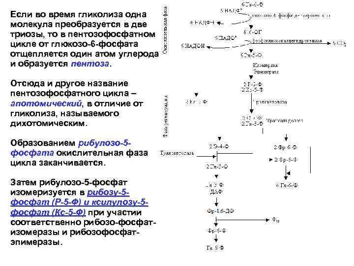 Схема гликолиза биохимия