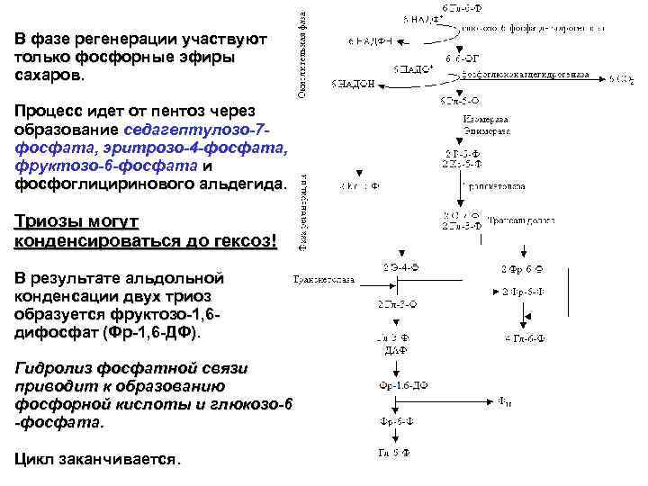 В фазе регенерации участвуют только фосфорные эфиры сахаров. Процесс идет от пентоз через образование