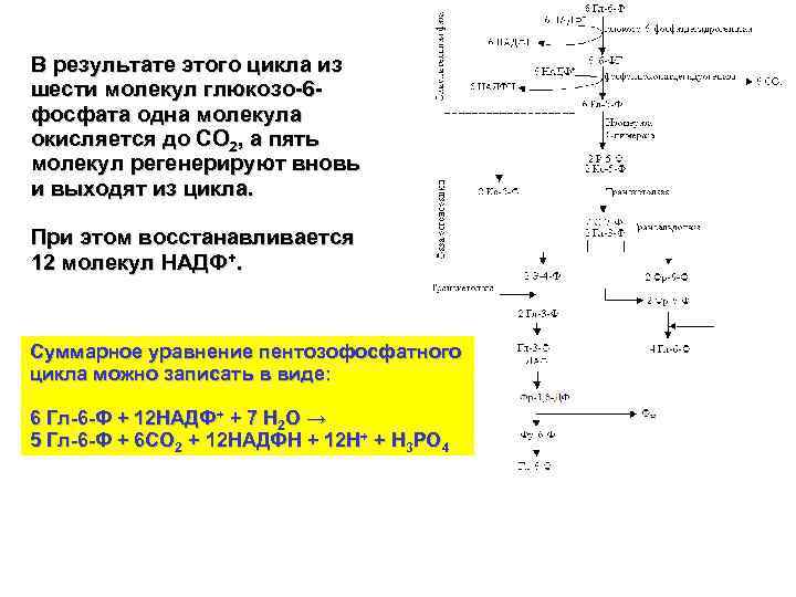 В результате этого цикла из шести молекул глюкозо-6 фосфата одна молекула окисляется до СО