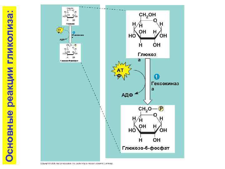 Основные реакции гликолиза: Глюкоза AT Ф 1 HГексокиназ а AДФ Глюкоз а Глюкозо-6 -фосфат