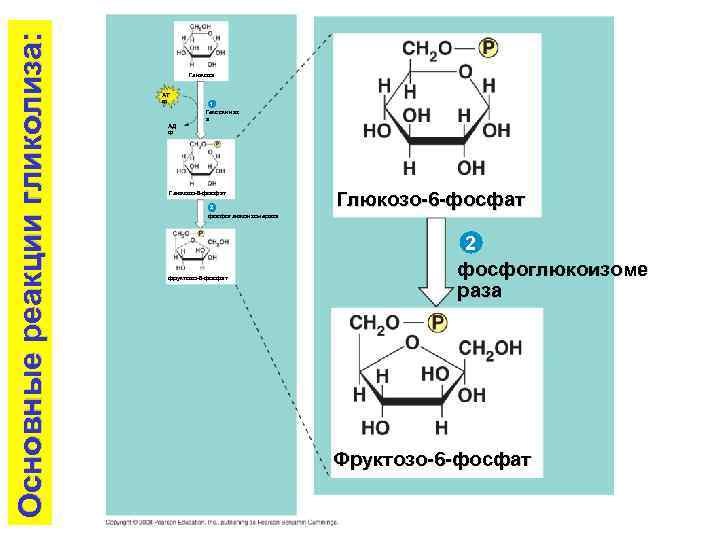 Основные реакции гликолиза: Глюкоза AT Ф 1 Гексокиназ а AД Ф Глюкозо-6 -фосфат 2