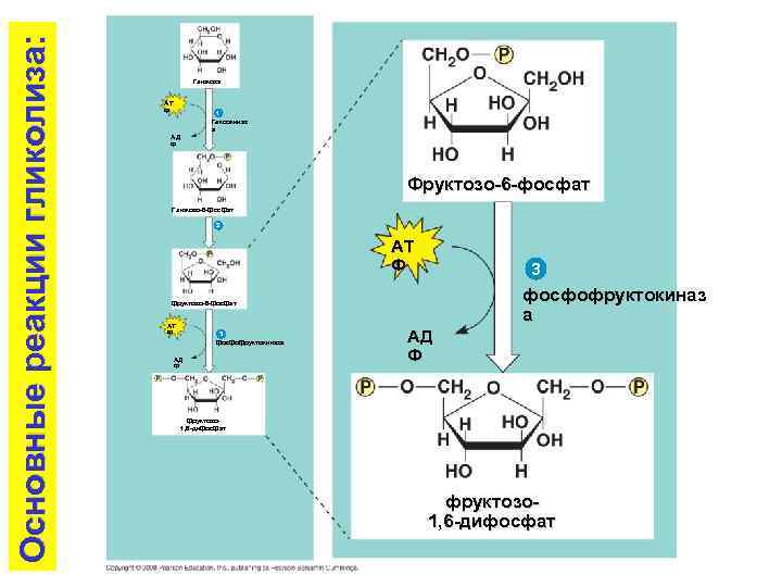 Основные реакции гликолиза: Глюкоза AT Ф 1 Гексокиназ а AД Ф Фруктозо-6 -фосфат Глюкозо-6