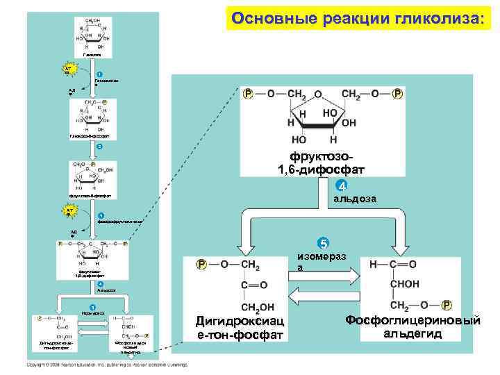 Основные реакции гликолиза: Глюкоза AT Ф 1 Гексокиназ а AД Ф Глюкозо-6 -фосфат 2