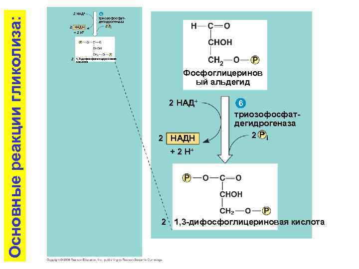 Основные реакции гликолиза: 2 НАД+ 2 НАДH + 2 H+ 6 триозофосфатдегидрогеназа 2 Pi