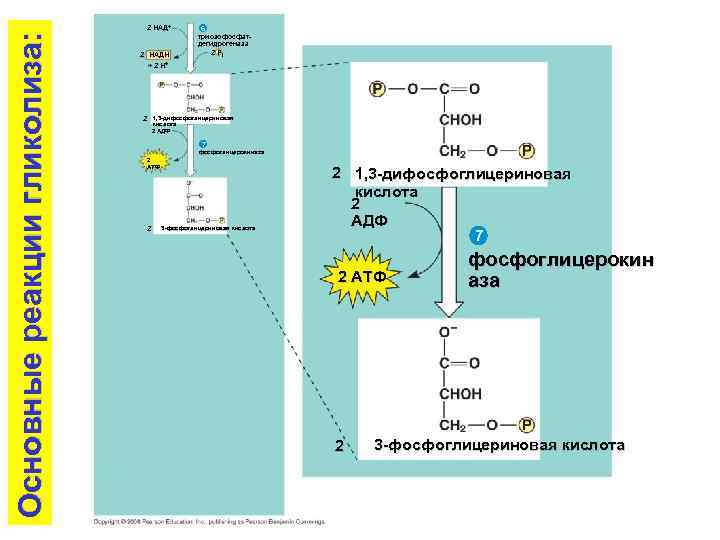 Основные реакции гликолиза: 2 НАД+ 2 НАДH + 2 H+ 6 триозофосфатдегидрогеназа 2 Pi