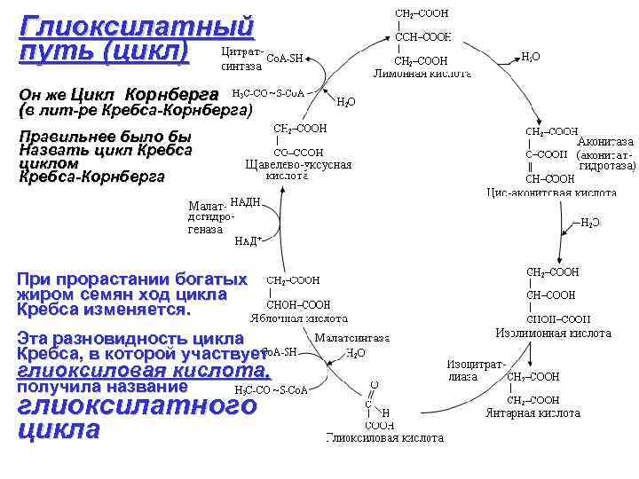 Схема глиоксилатного цикла