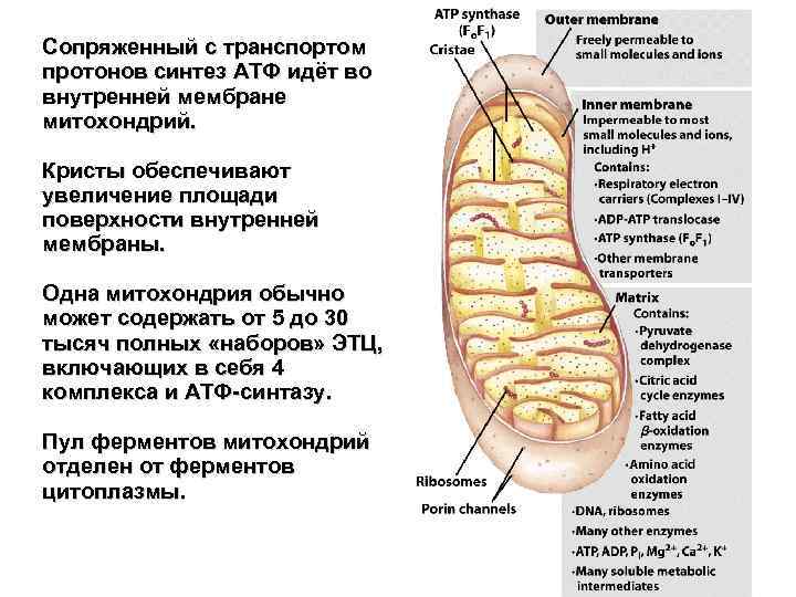 Сопряженный с транспортом протонов синтез АТФ идёт во внутренней мембране митохондрий. Кристы обеспечивают увеличение