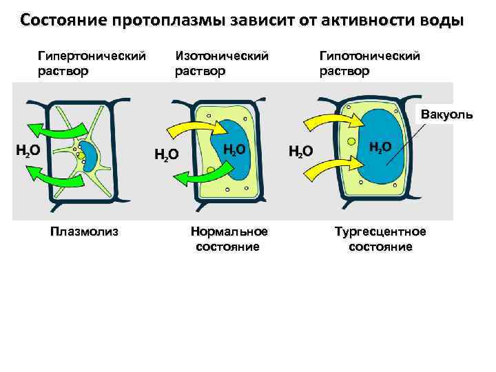 Состояние протоплазмы зависит от активности воды Гипертонический раствор Изотонический раствор Гипотонический раствор Вакуоль Плазмолиз