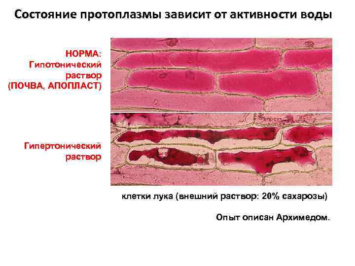 Состояние протоплазмы зависит от активности воды НОРМА: Гипотонический раствор (ПОЧВА, АПОПЛАСТ) Гипертонический раствор клетки