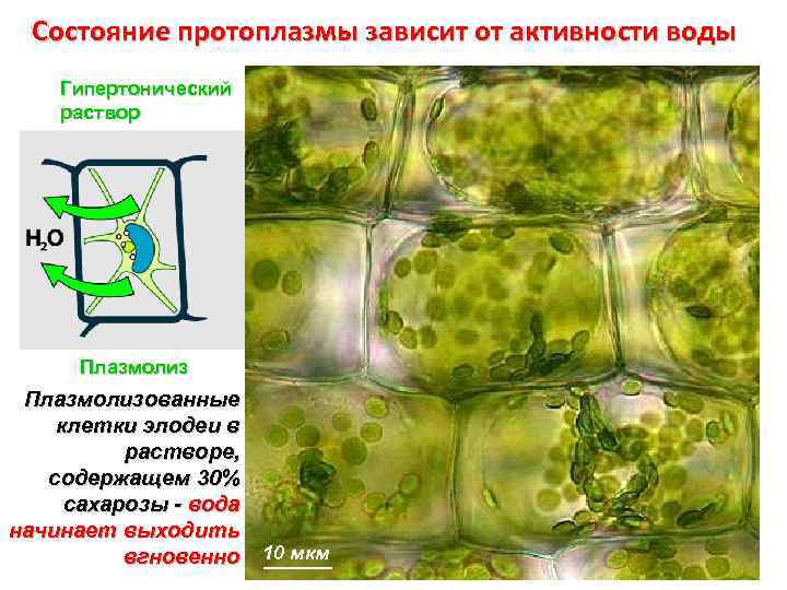 Состояние протоплазмы зависит от активности воды Гипертонический раствор Плазмолиз Изотонический раствор Гипотонический раствор Нормальное