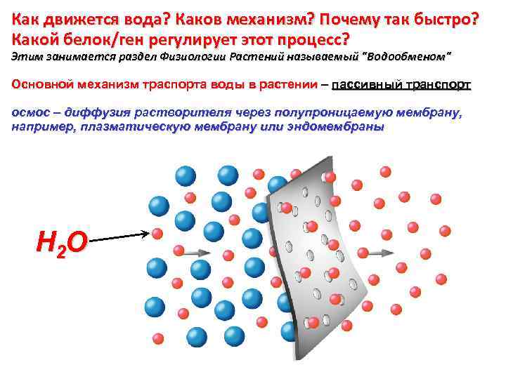 Каков механизм