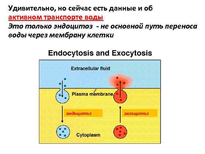Удивительно, но сейчас есть данные и об активном транспорте воды Это только эндоцитоз -