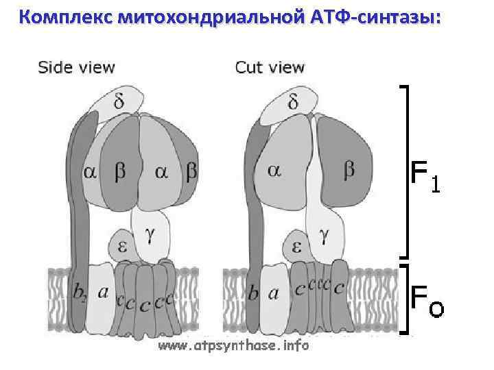 Комплекс митохондриальной АТФ-синтазы: 