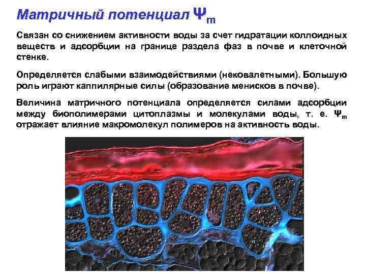 Матричный потенциал Ψm Связан со снижением активности воды за счет гидратации коллоидных веществ и