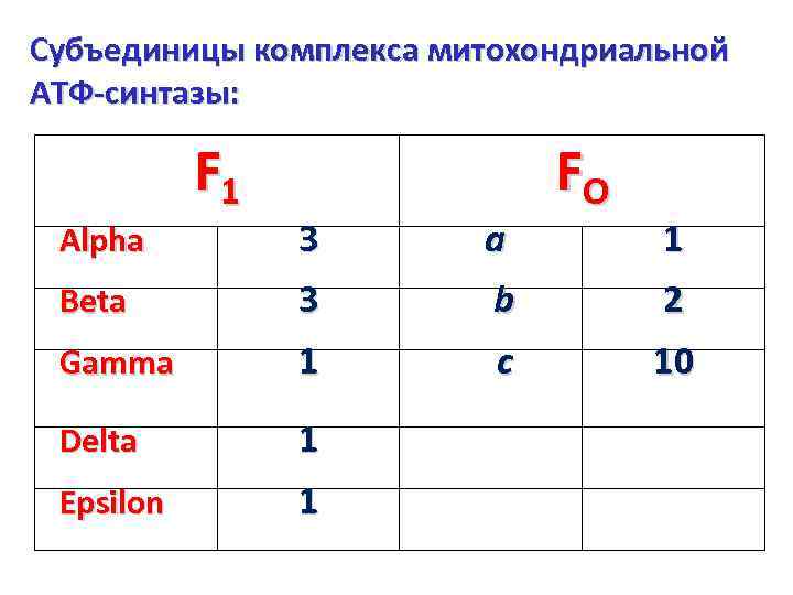 Субъединицы комплекса митохондриальной АТФ-синтазы: F 1 FO Alpha 3 a 1 Beta 3 b