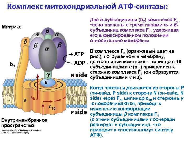 Комплекс митохондриальной АТФ-синтазы: Матрикс Две b-субъединицы (b 2) комплекса Fo тесно связаны с тремя