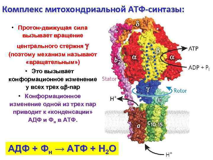 Фермент атф синтаза. Механизм АТФ синтазы. Механизм действия протонной АТФ-синтазы. Функции АТФ синтазы.