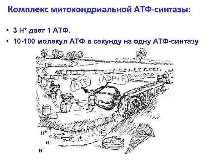 Комплекс митохондриальной АТФ-синтазы: • 3 Н+ дает 1 АТФ. • 10 -100 молекул АТФ