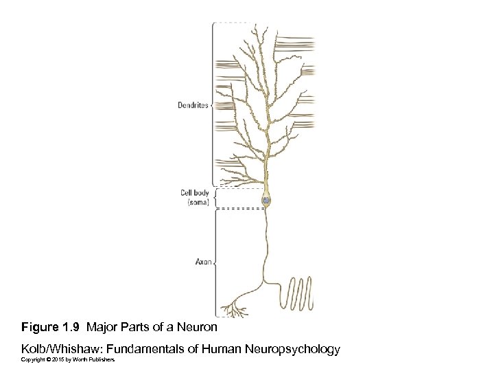 Figure 1. 9 Major Parts of a Neuron Kolb/Whishaw: Fundamentals of Human Neuropsychology Copyright