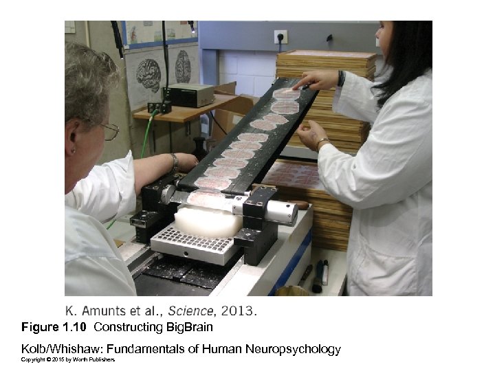 Figure 1. 10 Constructing Big. Brain Kolb/Whishaw: Fundamentals of Human Neuropsychology Copyright © 2015