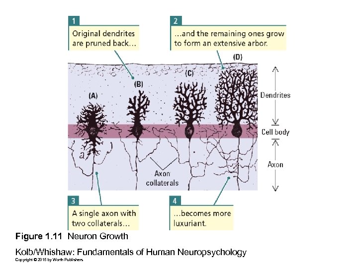 Figure 1. 11 Neuron Growth Kolb/Whishaw: Fundamentals of Human Neuropsychology Copyright © 2015 by
