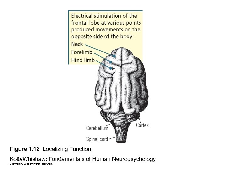 Figure 1. 12 Localizing Function Kolb/Whishaw: Fundamentals of Human Neuropsychology Copyright © 2015 by