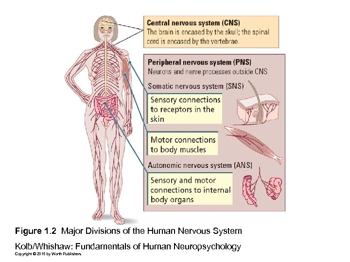 Figure 1. 2 Major Divisions of the Human Nervous System Kolb/Whishaw: Fundamentals of Human
