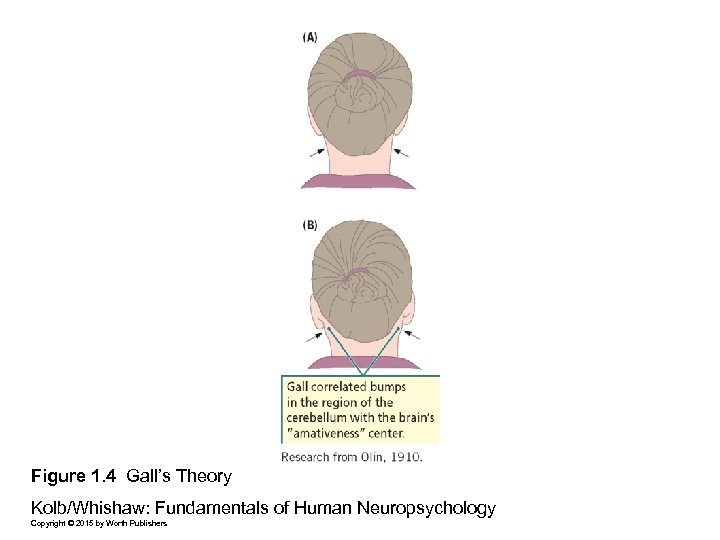 Figure 1. 4 Gall’s Theory Kolb/Whishaw: Fundamentals of Human Neuropsychology Copyright © 2015 by