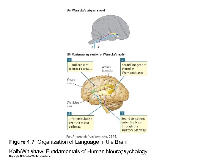 Figure 1. 7 Organization of Language in the Brain Kolb/Whishaw: Fundamentals of Human Neuropsychology