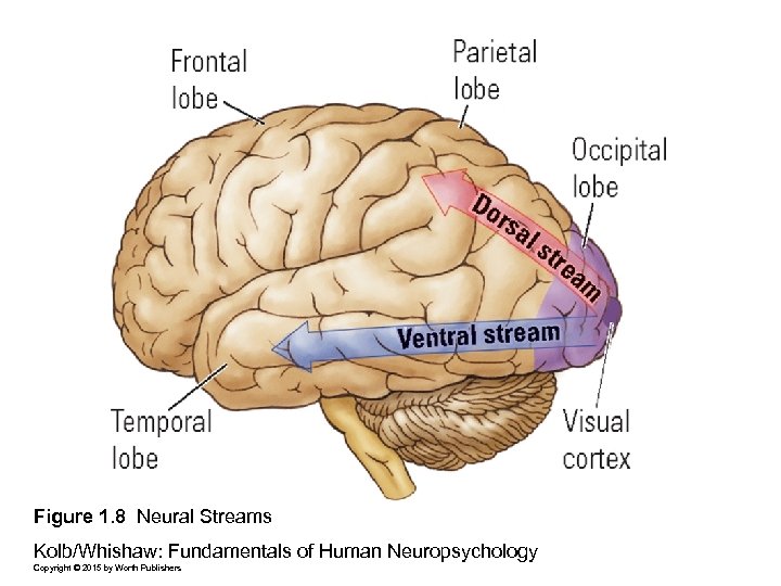Figure 1. 8 Neural Streams Kolb/Whishaw: Fundamentals of Human Neuropsychology Copyright © 2015 by