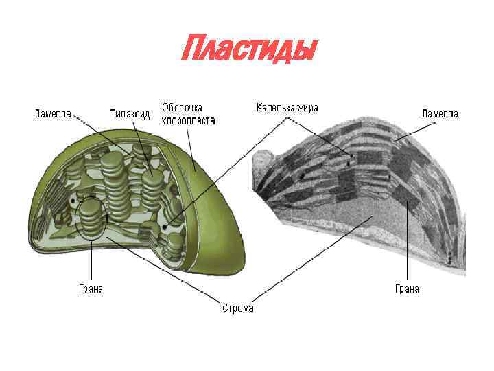 Пластиды 