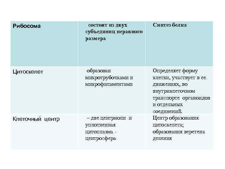 Рибосома состоят из двух субъединиц неравного размера Синтез белка Цитоскелет образован микротрубочками и микрофиламентами