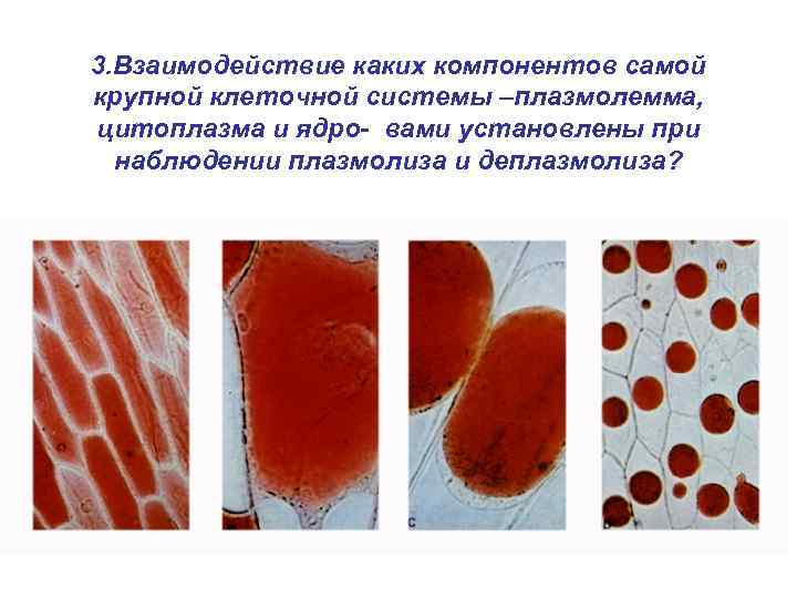 3. Взаимодействие каких компонентов самой крупной клеточной системы –плазмолемма, цитоплазма и ядро- вами установлены