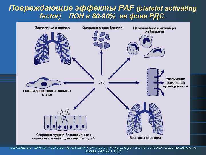 Повреждающие эффекты PAF (platelet activating factor) ПОН в 80 -90% на фоне РДС. Ian