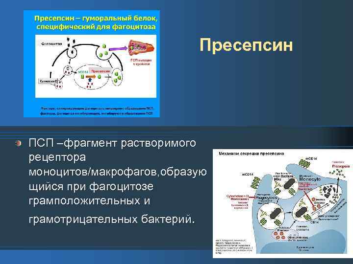 Пресепсин ПСП –фрагмент растворимого рецептора моноцитов/макрофагов, образую щийся при фагоцитозе грамположительных и грамотрицательных бактерий.