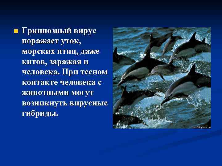 n Гриппозный вирус поражает уток, морских птиц, даже китов, заражая и человека. При тесном